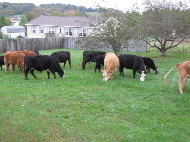 cows 024.JPG